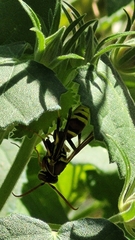 Polistes exclamans