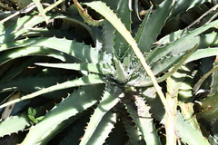 Hechtia confusa