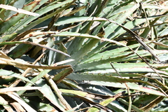 Hechtia confusa