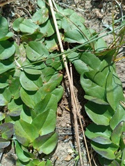 Evolvulus prostratus