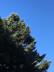 Abies cephalonica