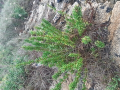 Limbarda crithmoides