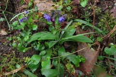 Pulmonaria longifolia