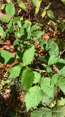 Rubus occidentalis