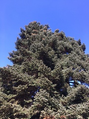 Abies cephalonica