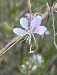 Oenothera filiformis