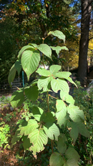 Rubus allegheniensis