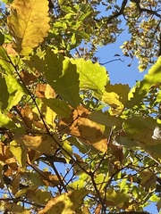 Quercus muehlenbergii