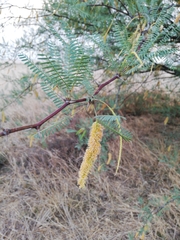Prosopis