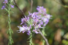 Liatris elegans elegans