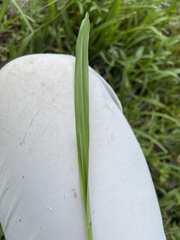 Digitaria ciliaris