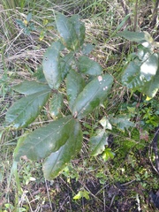 Quercus crassifolia
