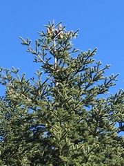 Abies cephalonica
