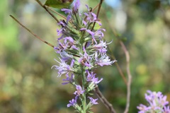 Liatris elegans elegans