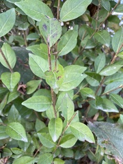 Ligustrum ovalifolium