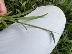 Digitaria ciliaris