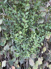 Ligustrum ovalifolium