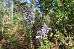 Liatris elegans elegans
