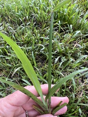 Digitaria ciliaris