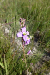 Heliophila digitata