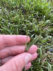 Digitaria ciliaris