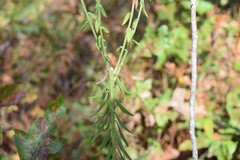 Liatris elegans elegans
