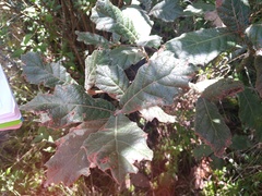 Quercus rugosa
