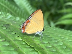 Heliophorus ila