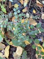 Cotoneaster horizontalis