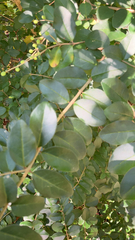 Ligustrum sinense