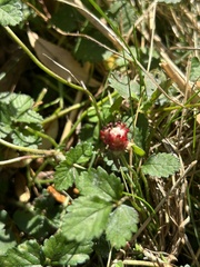 Rubus flagellaris