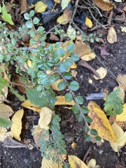 Cotoneaster horizontalis
