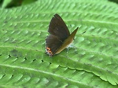 Heliophorus ila