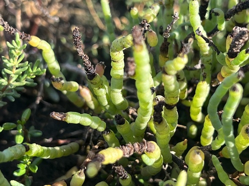 iNaturalist observation photo of Salicornieae