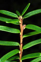 Tsuga caroliniana