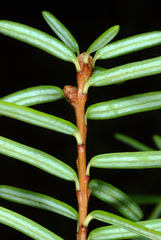 Tsuga caroliniana