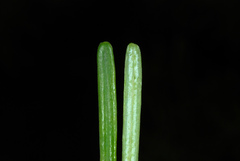 Tsuga caroliniana