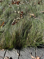 Sporobolus pumilus
