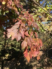 Fraxinus ornus