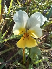 Viola arvensis