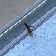 Culiseta incidens