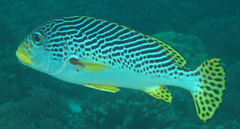 Plectorhinchus lineatus