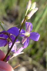 Heliophila digitata