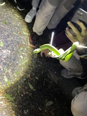 Trimeresurus stejnegeri