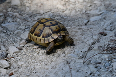 Testudo graeca