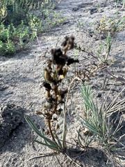 Triglochin maritima