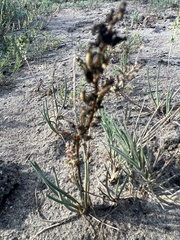 Triglochin maritima