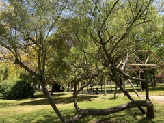 Parkinsonia x sonorae