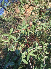 Prunus amygdalus