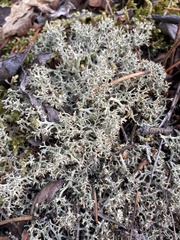 Cladonia arbuscula mitis